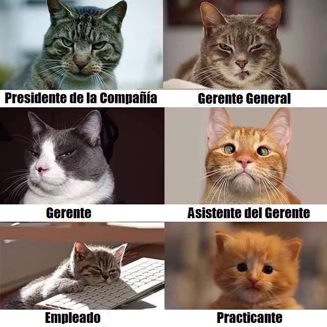 mividacongatos's tweet photo. La organización de felinos. #empresa #Entrepeneaur #cats #gatos https://t.co/7QiDbzFbkW