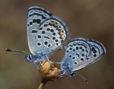 Kifri a Twitter: "Sinai baton blue butterfly (Pseudophilotes sinaicus) @JayIndeed https://t.co/riNtBJrQnc https://t.co/njPkane4AE https://t.co/nmMrgVsV9O"