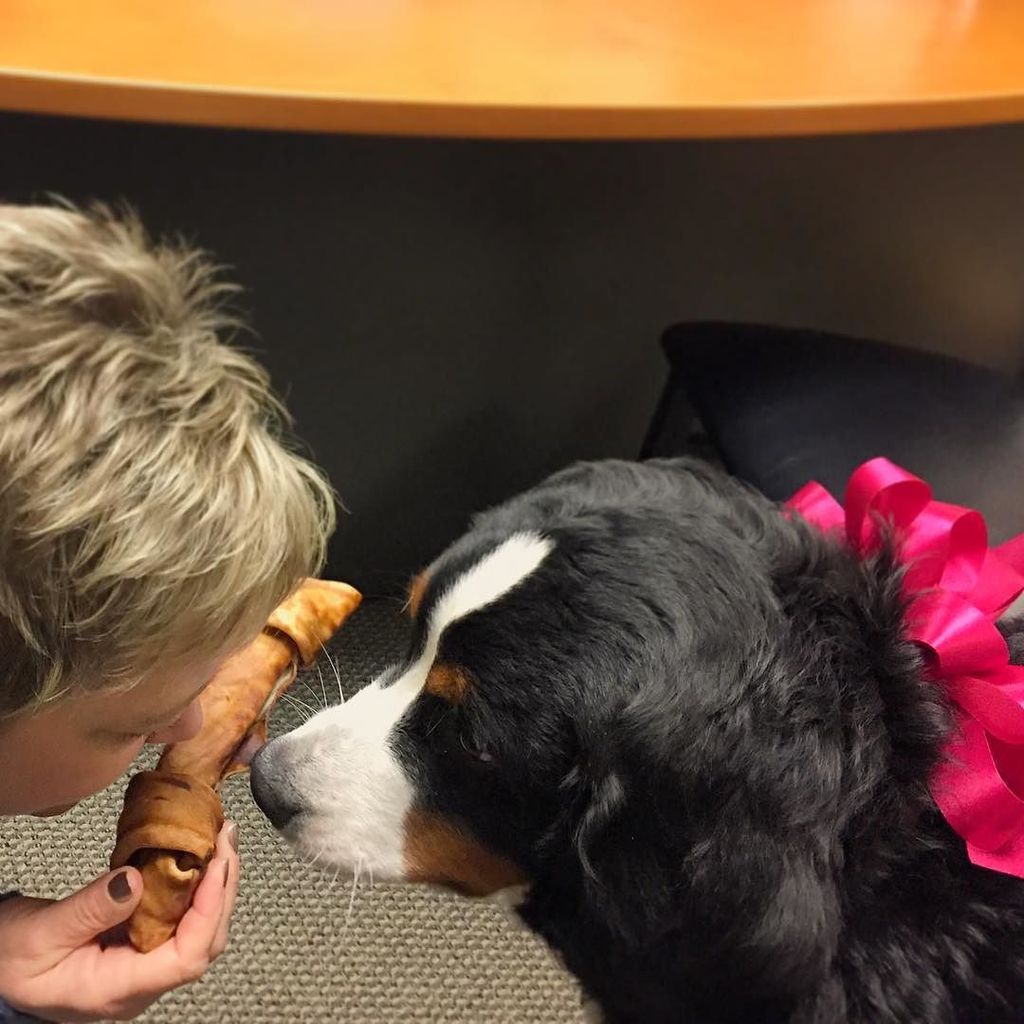 WaggingWaffle's tweet image. My first Christmas gift! A @ruralvictimhelp volunteer got it for me! #WaffleWatch #FirstCh… ift.tt/1O7NaLP