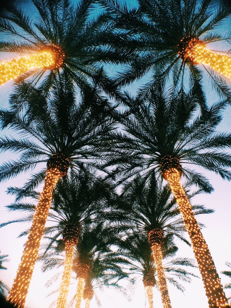 KlaudiaJurewicz's tweet photo. They did an amazing job decorating palmtrees this year
#az365 #groovyphotochaser https://t.co/u0e3GXhlNZ