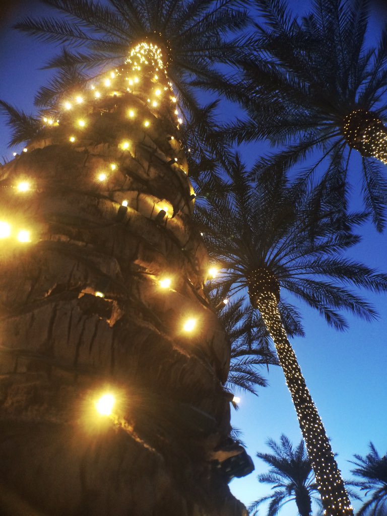 KlaudiaJurewicz's tweet photo. They did an amazing job decorating palmtrees this year
#az365 #groovyphotochaser https://t.co/u0e3GXhlNZ