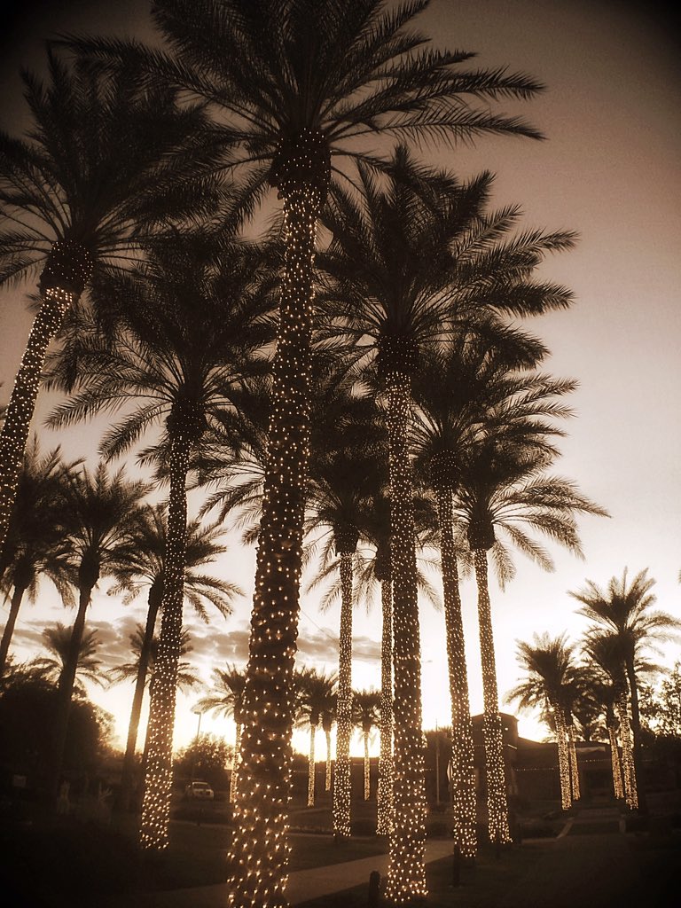 KlaudiaJurewicz's tweet photo. They did an amazing job decorating palmtrees this year
#az365 #groovyphotochaser https://t.co/u0e3GXhlNZ