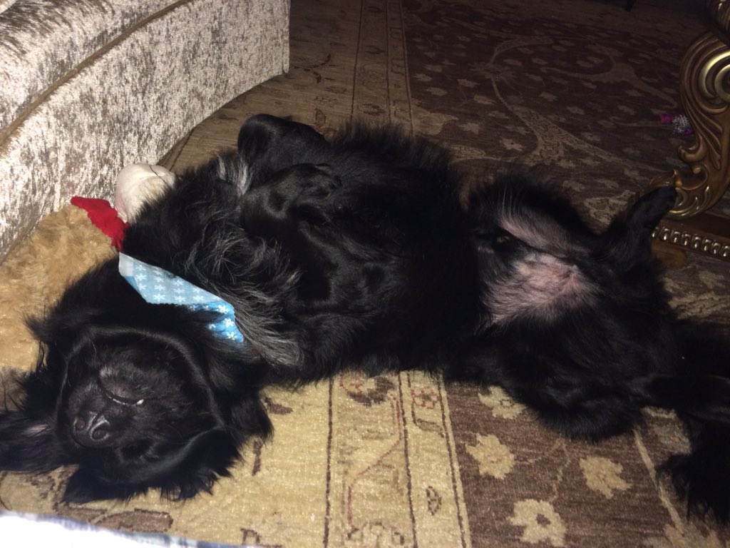 caesar_2016's tweet photo. the vp enjoys belly rubs as well as votes https://t.co/do2fye0WbR