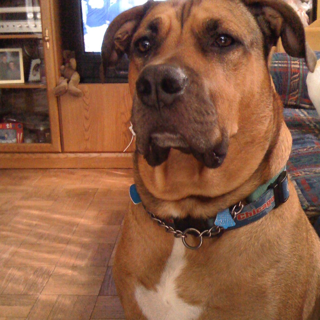 CoreyD06's tweet image. Goodbye buddy, I loved you lots. I'm going to miss your wiggling butt greetings #RIPCapone