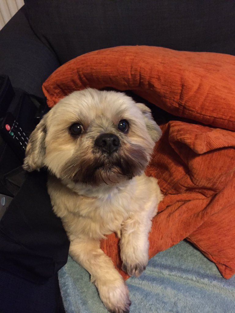 kayjoyd's tweet photo. @RSPCASheffield yes it is. He doing well he's become super loving and he's mischievous too he's completed our family https://t.co/kr34DF6tjo