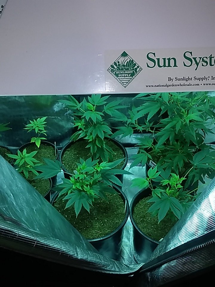 cmartin0725's tweet photo. Next gen. #calicarpakush #pre98 #lemongarlicog #blackjack https://t.co/YhgU3ZZvzv