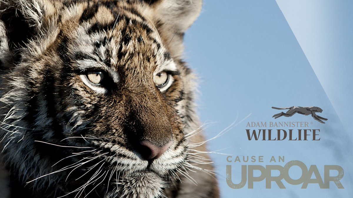 View my Photographic Tribute to the Big Cats <a href="/Adam_B_Wildlife/">Adam Bannister</a> #BigCats #panthera #NatGeoWild bit.ly/1YjxIf4