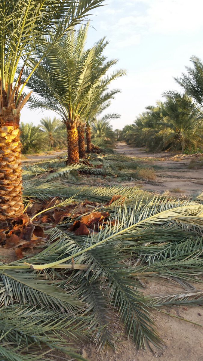 shbock1's tweet photo. مقاول شبوك مزارع كسارات شبوك امنيه
وكذالك نقوم بتوريد النخيل العربي والواشنطن0554689106 https://t.co/DYNrK5AofJ