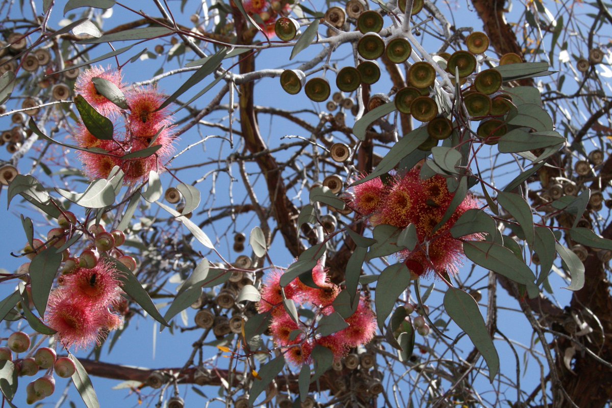 RegalEarth's tweet photo. The Wonder of the Eucalyptus Tree and its Essential Oil -  https://t.co/sAzw7e6zbJ https://t.co/12sm1EWjbb