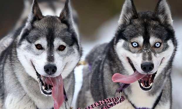 pet_heaven's tweet photo. Dog DNA study reveals the incredible journey of man's best friend https://t.co/QZVxXe48Jp https://t.co/oKVwDymsXk