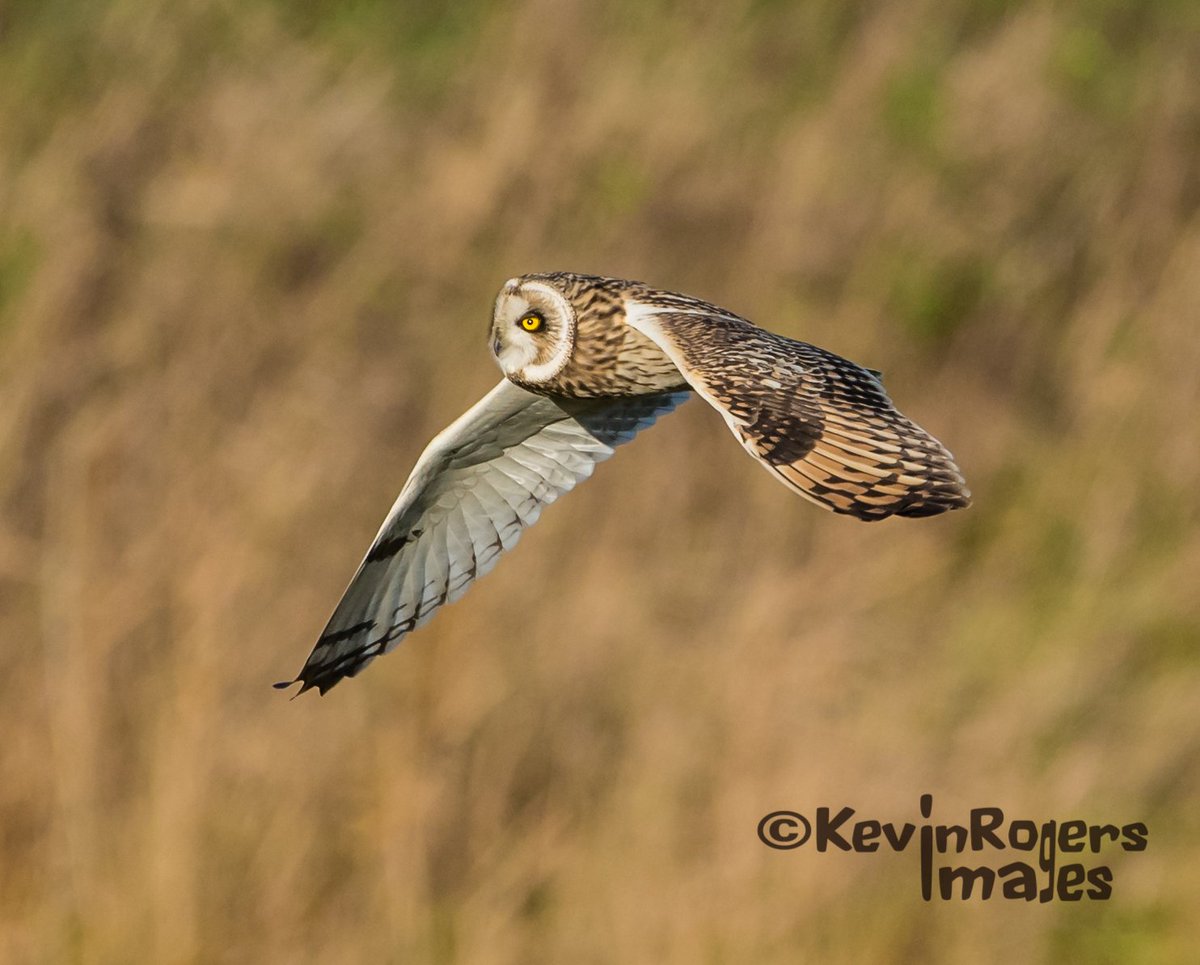 #Short-eared #Owl
Quartering Wennington marsh, Rainham