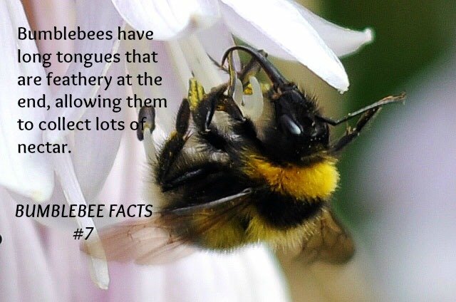 annspringwind's tweet photo. Did you know? Bumblebees are more effective at taking nectar than bees https://t.co/XNHwIEGQco
#HelpJamieWin #violin https://t.co/JPz6ooTUeX