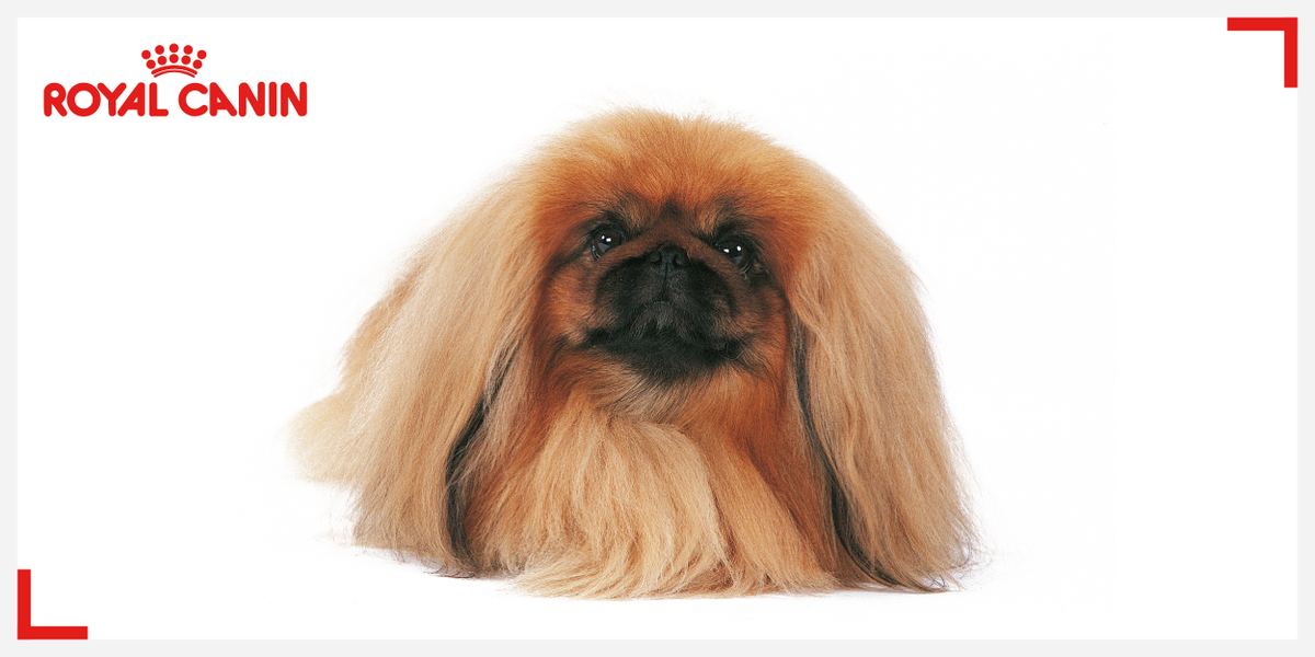 Ade Diana Adedian90798613 Twitter