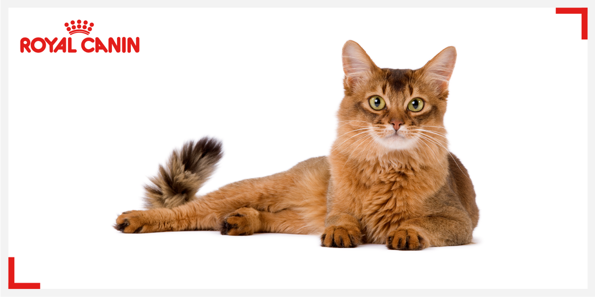 Kucing memerlukan cahaya 6 kali lebih sedikit dari yang manusia butuhkan untuk membedakan benda. #RoyalCaninFacts