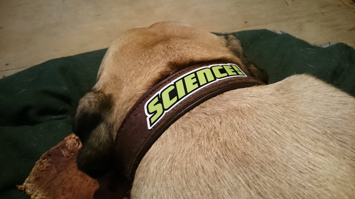 curiscope's tweet photo. Timmy, our resident #sciencedog @IFLScience https://t.co/GfmpkvkhQX