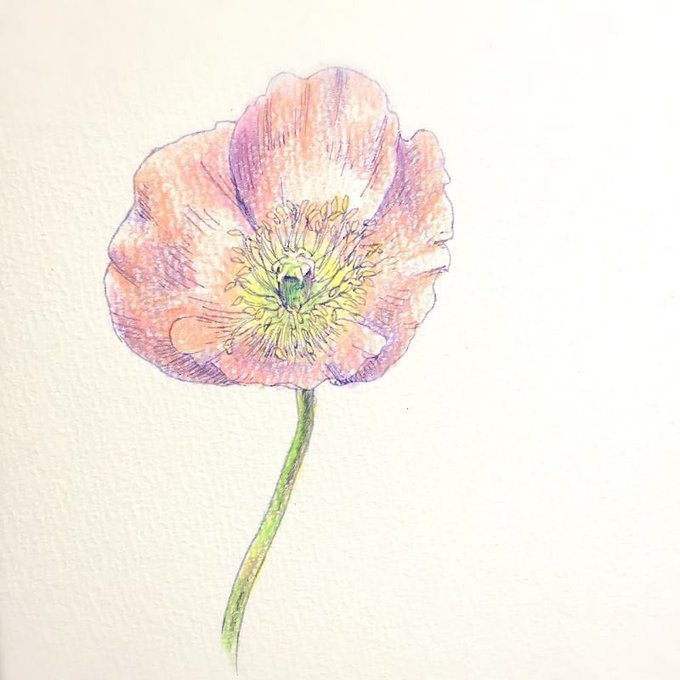 アイスランドポピーのtwitterイラスト検索結果 古い順 アイスランドポピーのtwitterイラスト検索結果 古い順