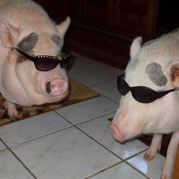 GridJungle's tweet photo. How funny is this? How cool are they?
https://t.co/OAT1kwjvnL https://t.co/iujWwOeAOE