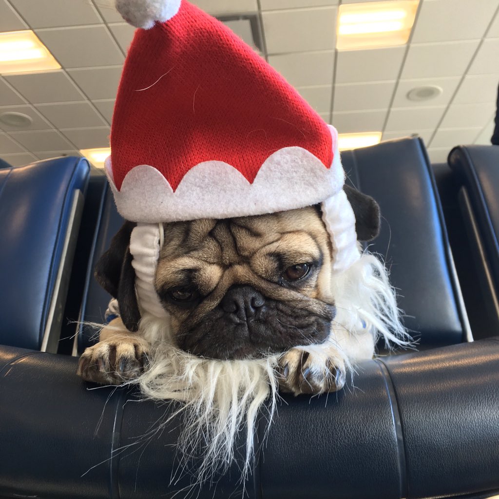 itsdougthepug's tweet photo. When ur trying to be festive but ur really just tired https://t.co/GWHbWC3QUx