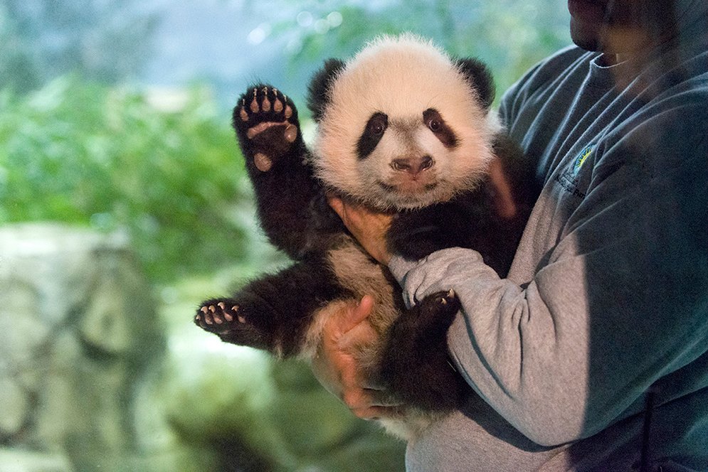 washingtonian's tweet photo. The baby panda…it’s calling to you. https://t.co/cQioTqTCCj https://t.co/MCU9HrLwSx