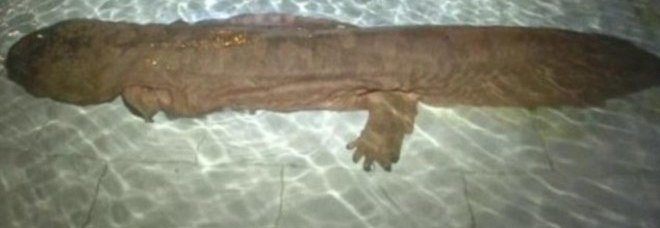 ItaliaNoiWeb's tweet photo. Cina, trovato l’animale più anziano del pianeta: è una salamandra e ha 200 anni https://t.co/Lo9nfFQdOK https://t.co/r9GwoyHc7I