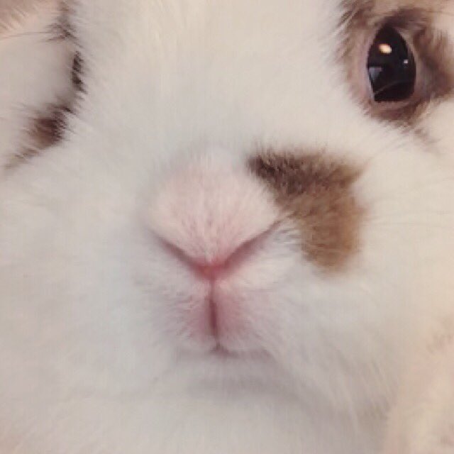 Choucho ｙ うさぎの鼻と口ってなんでこんな形なんだろう Sanagi Rabbit T Co 2dceczrrif Twitter
