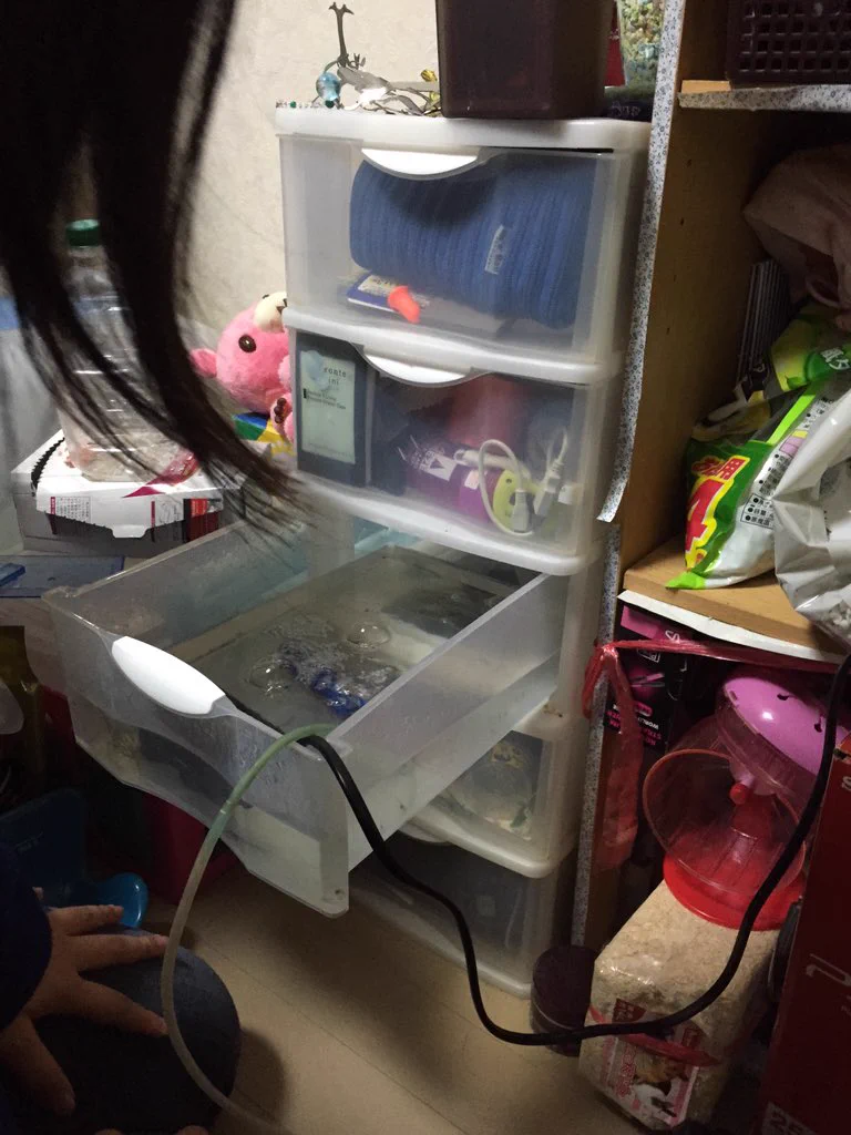 妹の部屋の引き出しの中に、何かが住みついているのだが...
