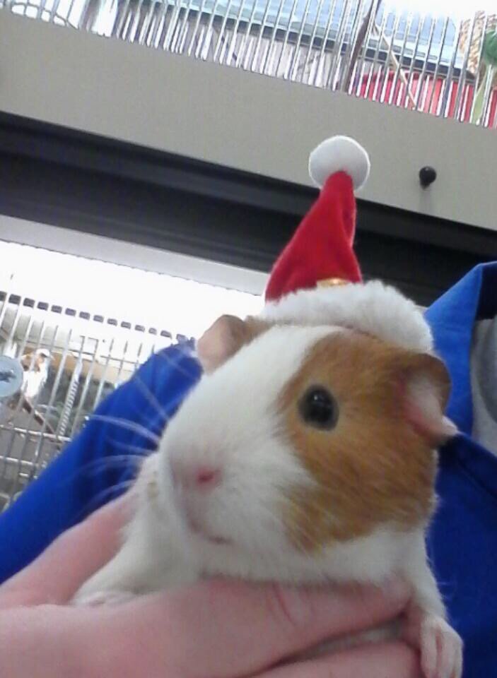 Salem PetSmart (SalemPetsmart) Twitter