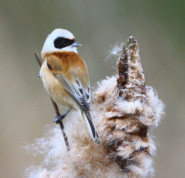 Phenomenal (and slightly festive) Penduline Tit makes photo of the week <a href="/BirdGuides/">BirdGuides</a>: bit.ly/1YkAQaK