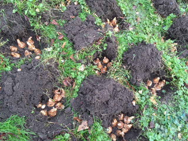Thank you to <a href="/Centraltelecoms/">Central Telecom</a> and JPM Insurance for the #sponsorship of 3000 #bulbs planted in #Halesowen today!