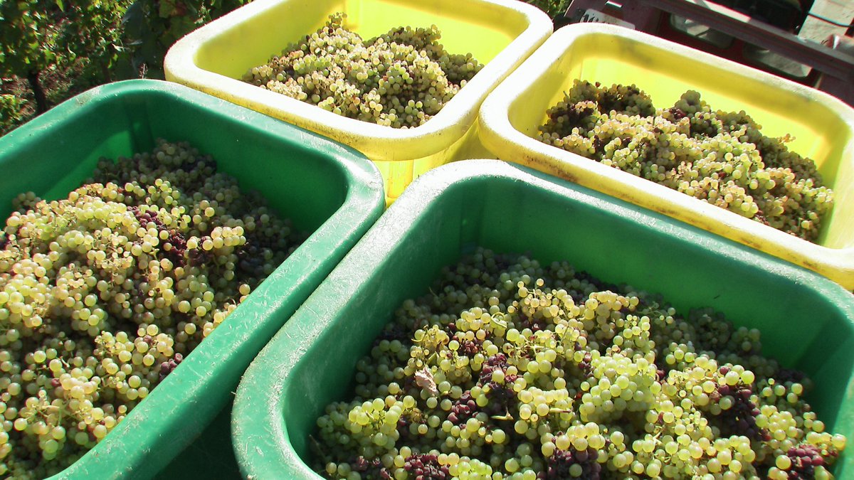 VinsAlsace's tweet photo. 1er chiffre sur le volume total de la récolte 2015 en Alsace : 985 300 hl #DrinkAlsace #Vendanges2015 https://t.co/n1QXGPsRdK