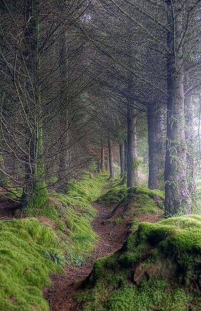 The path to King’s Cave, Isle of Arran, Scotland. Misty and mysterious.
