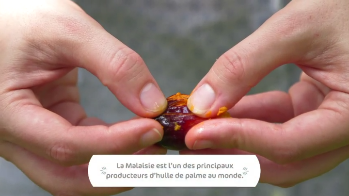 Aujourd'hui, Solange &amp; Jonathan apprennent à récolter les fruits du #palmierahuile ! #MPO15 huiledepalmedemalaisie.info/winners