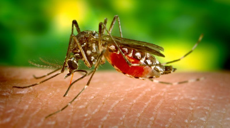 Boatos sobre o zika confundem população