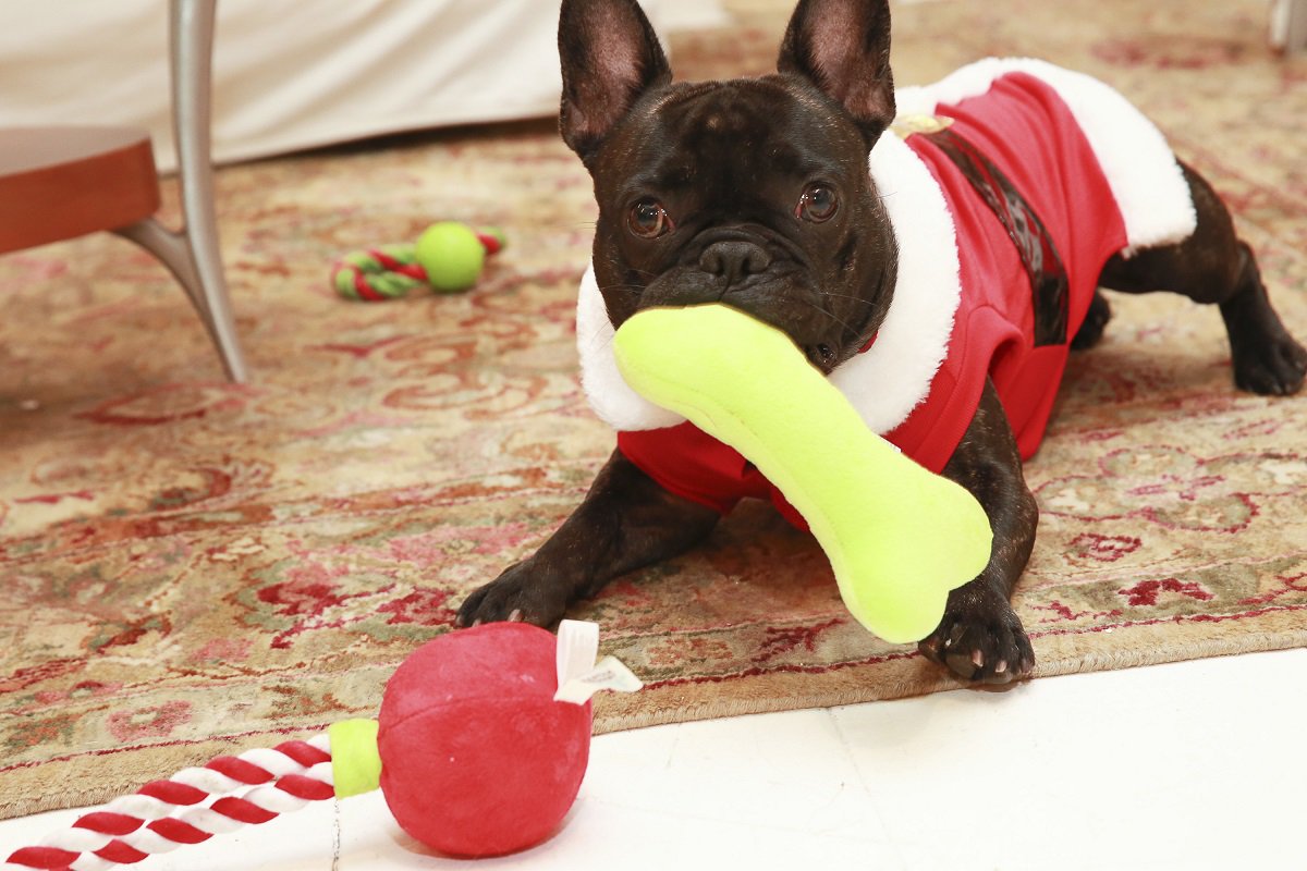 Salem PetSmart (SalemPetsmart) Twitter