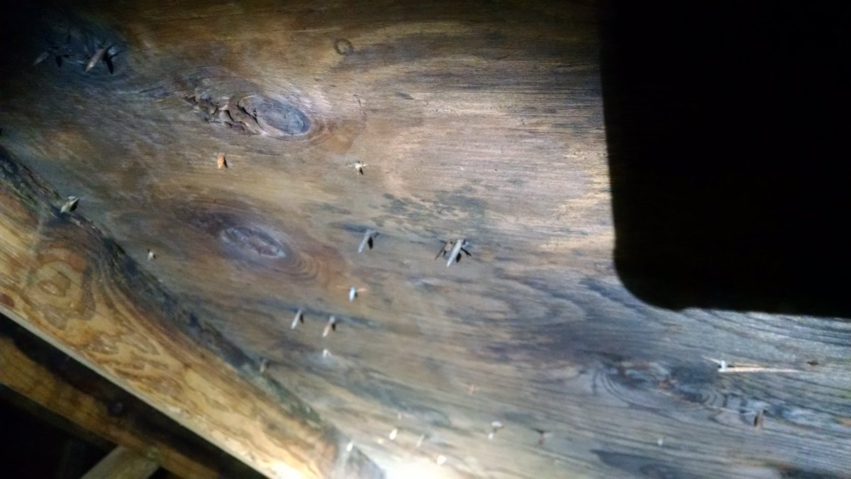 TerraHomeInsp's tweet photo. Some suspect possible #mold present in #attic #spore #roof #ventilation https://t.co/HtXTXMpTc5 #NJ #airsample https://t.co/XSOUf4B5sf