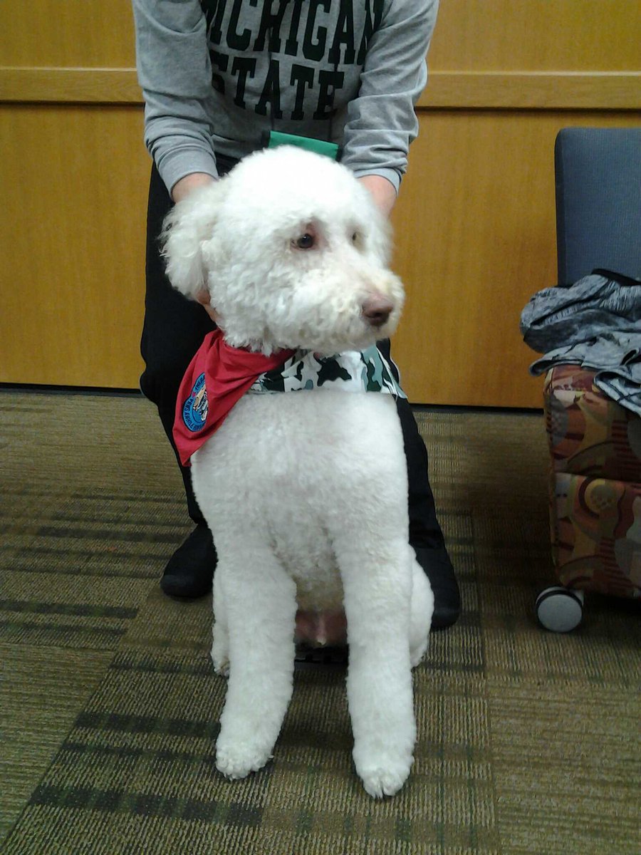 msulibraries's tweet photo. Therapy dogs are here 1 last time today from 10-11:30am in Reference Instruction Rm! #FinalsSurvivalWeek #PawsToPlay https://t.co/5hG8yDz0Ow