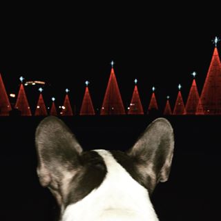 Frenchie_Cute's tweet photo. Louie enjoyed watching the Christmas light show. #LightWatching #FrenchBulldog #GuardDog https://t.co/XG07EH1eIY https://t.co/2KtNUg5Zhe