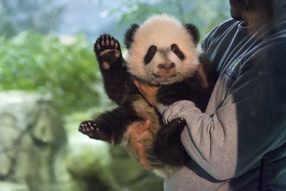 Image result for the pandas at the zoo washington dc