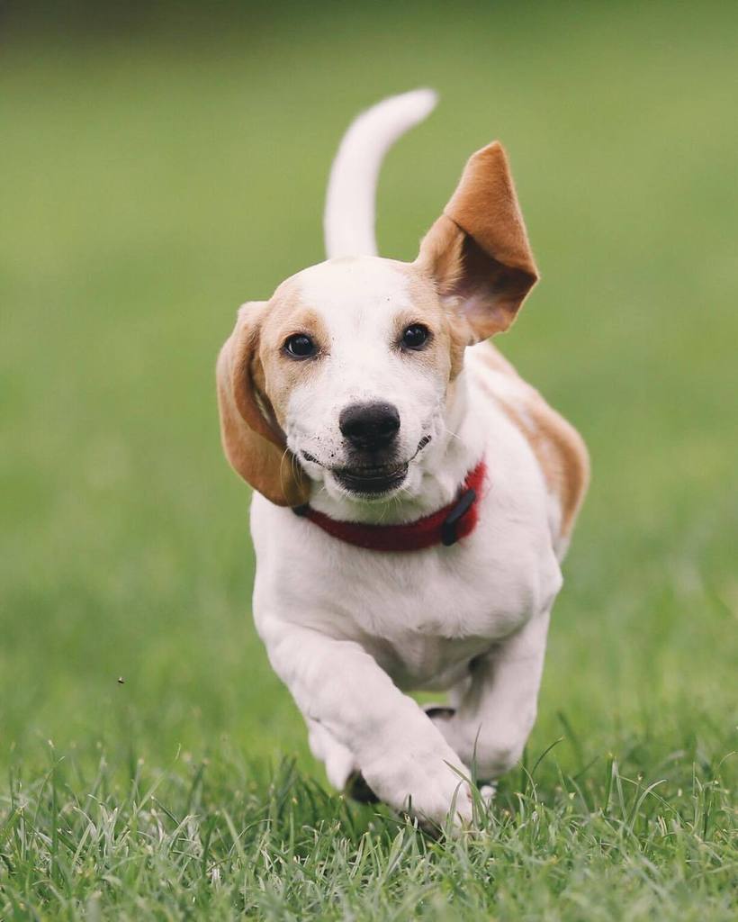 route_rocks's tweet photo. Favorite 2015 photo of the newest addition to our Family: Puck by croyable https://t.co/wdiOD1kJBs