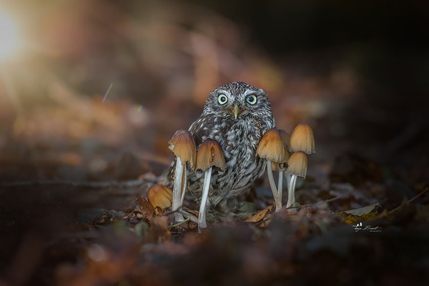 TheMostVivid's tweet photo. mushrooms are friends, 
shot by Tanja Brandt https://t.co/tDVeKWABrs