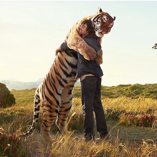 bedazzlingpics's tweet image. True friendship - Photo by Frieke Janssens. #tigers