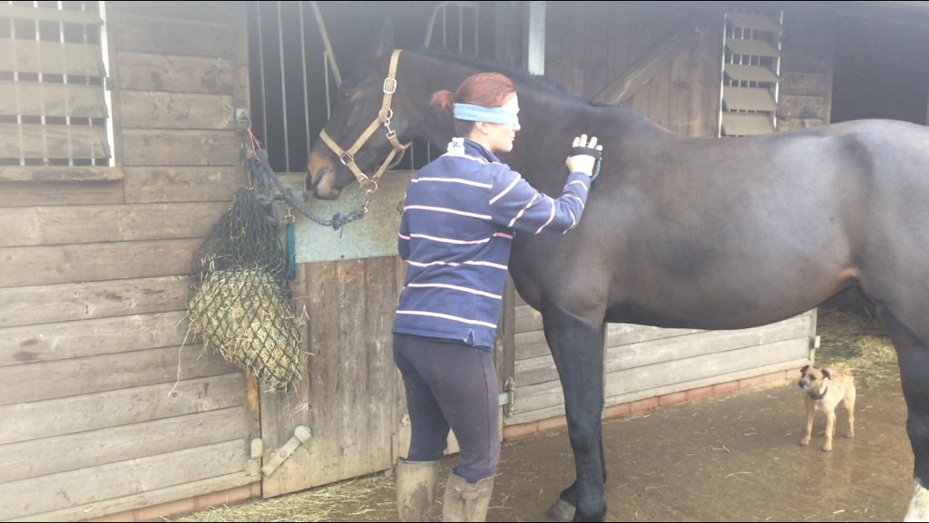 JemmaWhitlam's tweet photo. @lintbellsequine @VSmithDressage time for #BeatTheBlindfold grooming today #GetVerityToRio https://t.co/9TsAZMMgD4