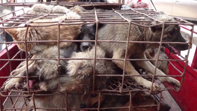 MundoDeViajante's tweet photo. #PostDaSemana
O consumo de carne de cachorro na #China: https://t.co/DHoSBaShp0 https://t.co/oxoPLSnxzc