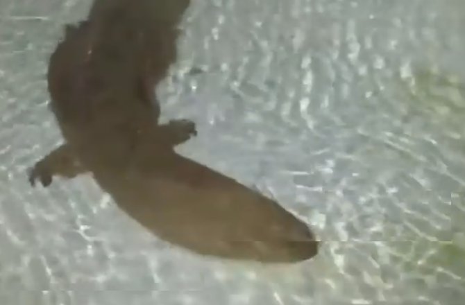 AsapSCIENCE's tweet photo. Five-Foot Long Giant Salamander Found in Cave in China https://t.co/Nhl5Rqv03e (via @DNews) https://t.co/UleoHDNA3r