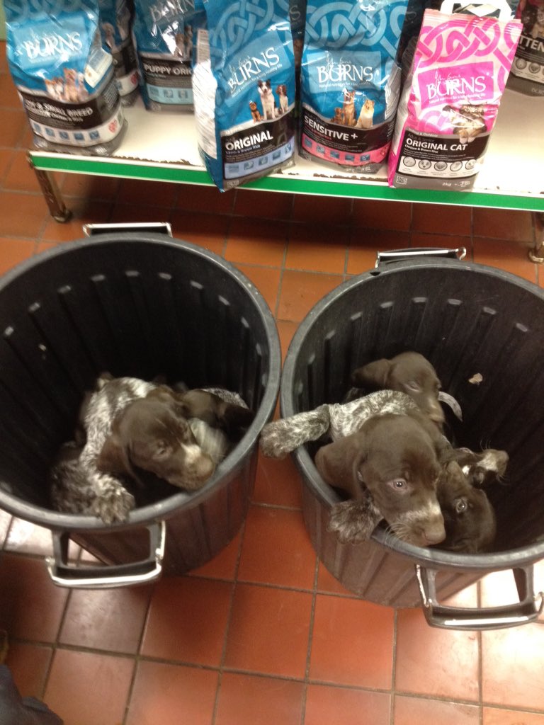 BelleekCastle's tweet photo. Puppy's went to the vet today for the 1st time #GermanPointers #Vaccinated #Chipped #forsale 😟 https://t.co/GmDWFgsDo1