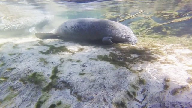 AztekPaddles's tweet photo. Up close &amp; personal with Manatees! Go paddleboarding for unique experiences with wildlife. https://t.co/6j9sRWpBSH https://t.co/525IB8WTxY