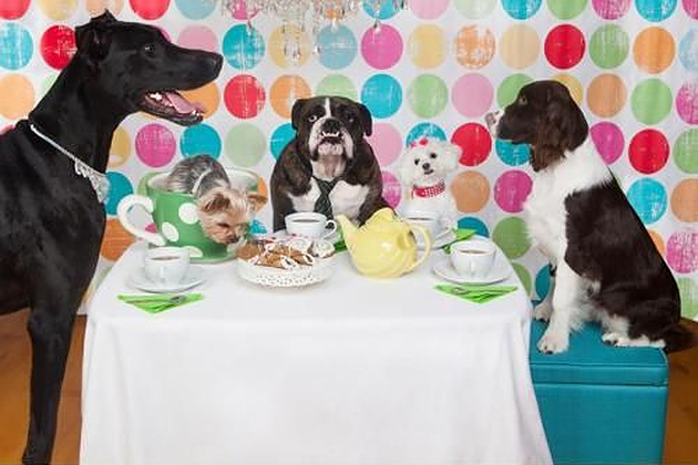 wooftips tweet picture