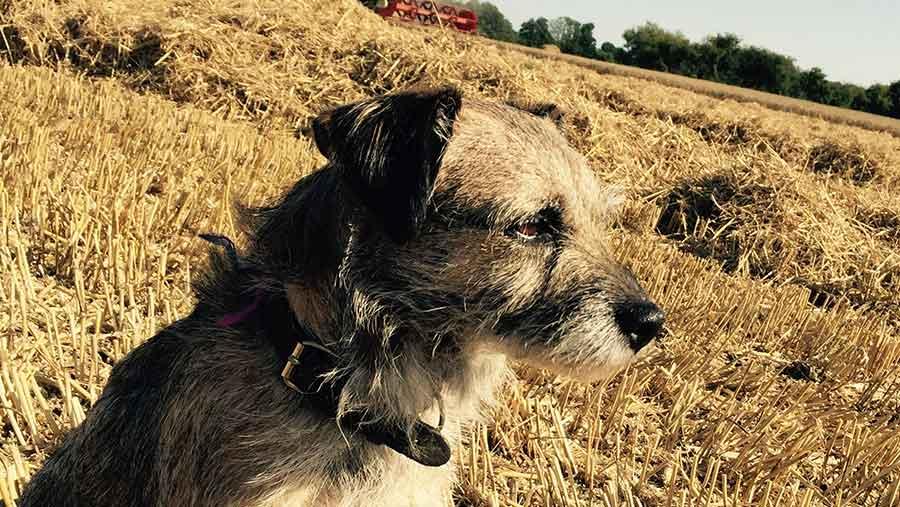 alison_FW's tweet photo. The weather in 2015 summed up in farming photos https://t.co/254z1xEV6l https://t.co/LTI5cCuP5h