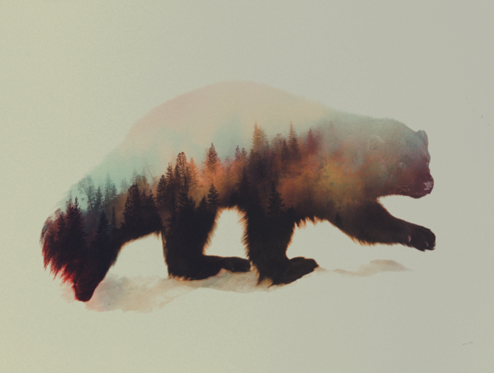 Yellowstone to Yukon Conservation Initiative tweet media