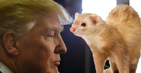 BuzzFeed's tweet photo. 16 ferrets with better hair than Donald Trump #BRL https://t.co/o5wx4y48eI https://t.co/QvGklGh2O6